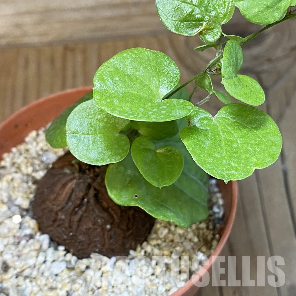 SH31718 Dioscorea elephantipes
