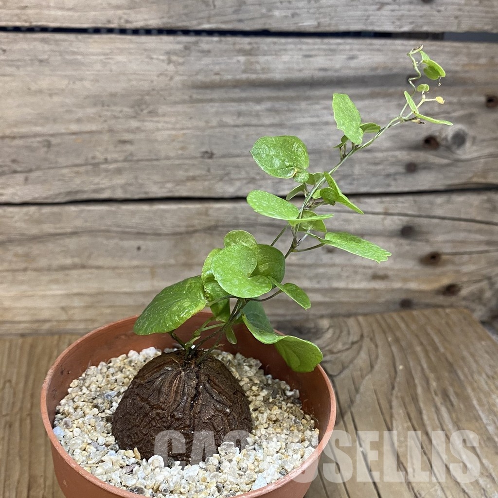 SH31718 Dioscorea elephantipes - Image 2
