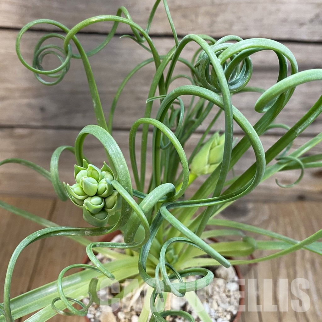 SH31719 Albuca spiralis