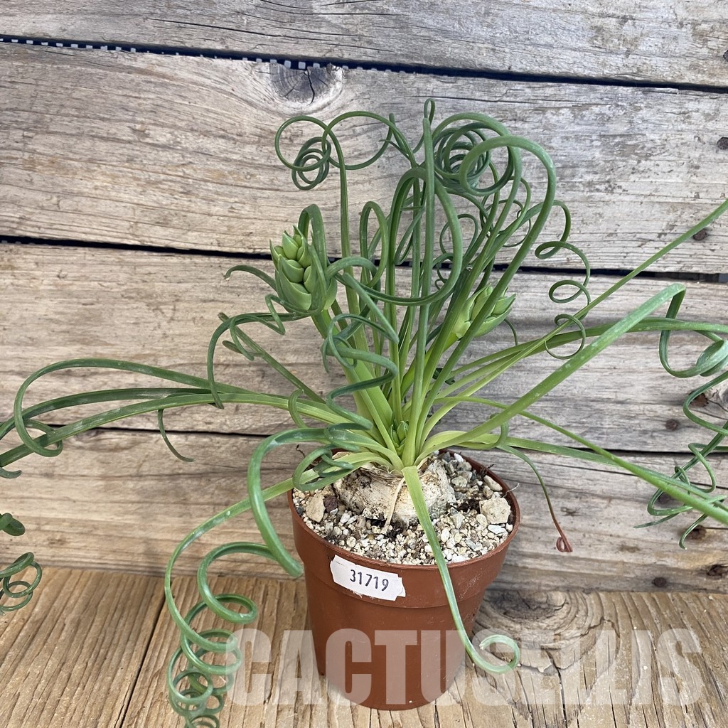 SH31719 Albuca spiralis - Image 2