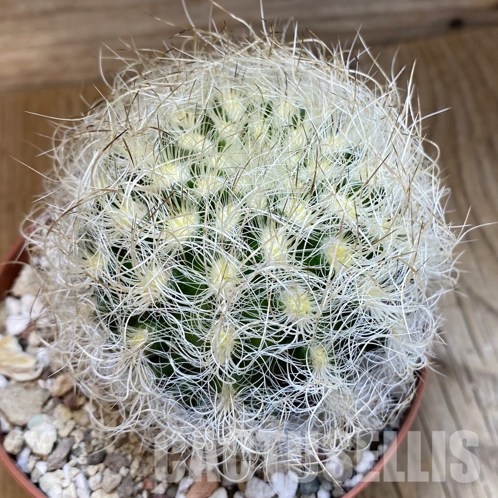 SH31724 Neoporteria senilis