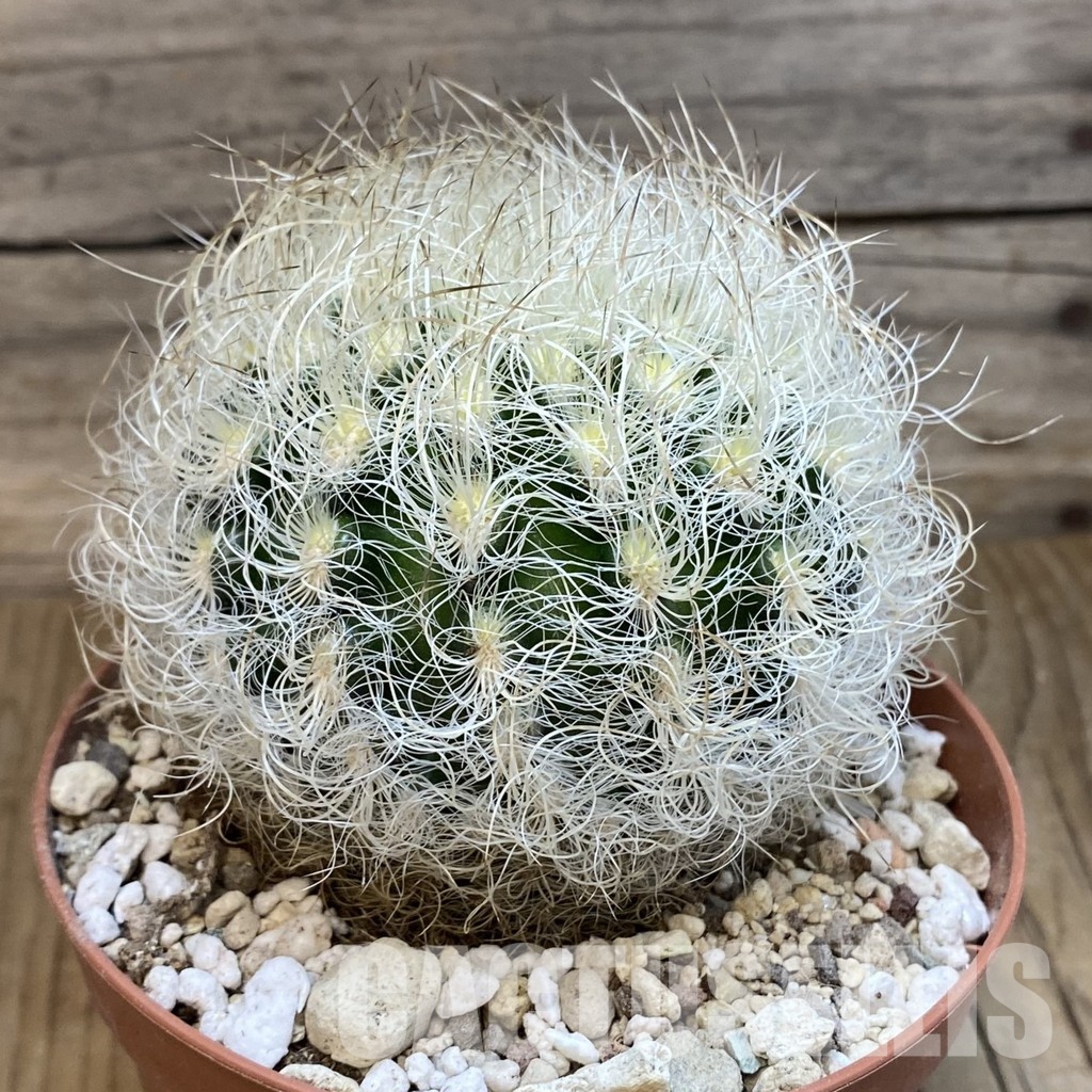 SH31724 Neoporteria senilis - Image 2