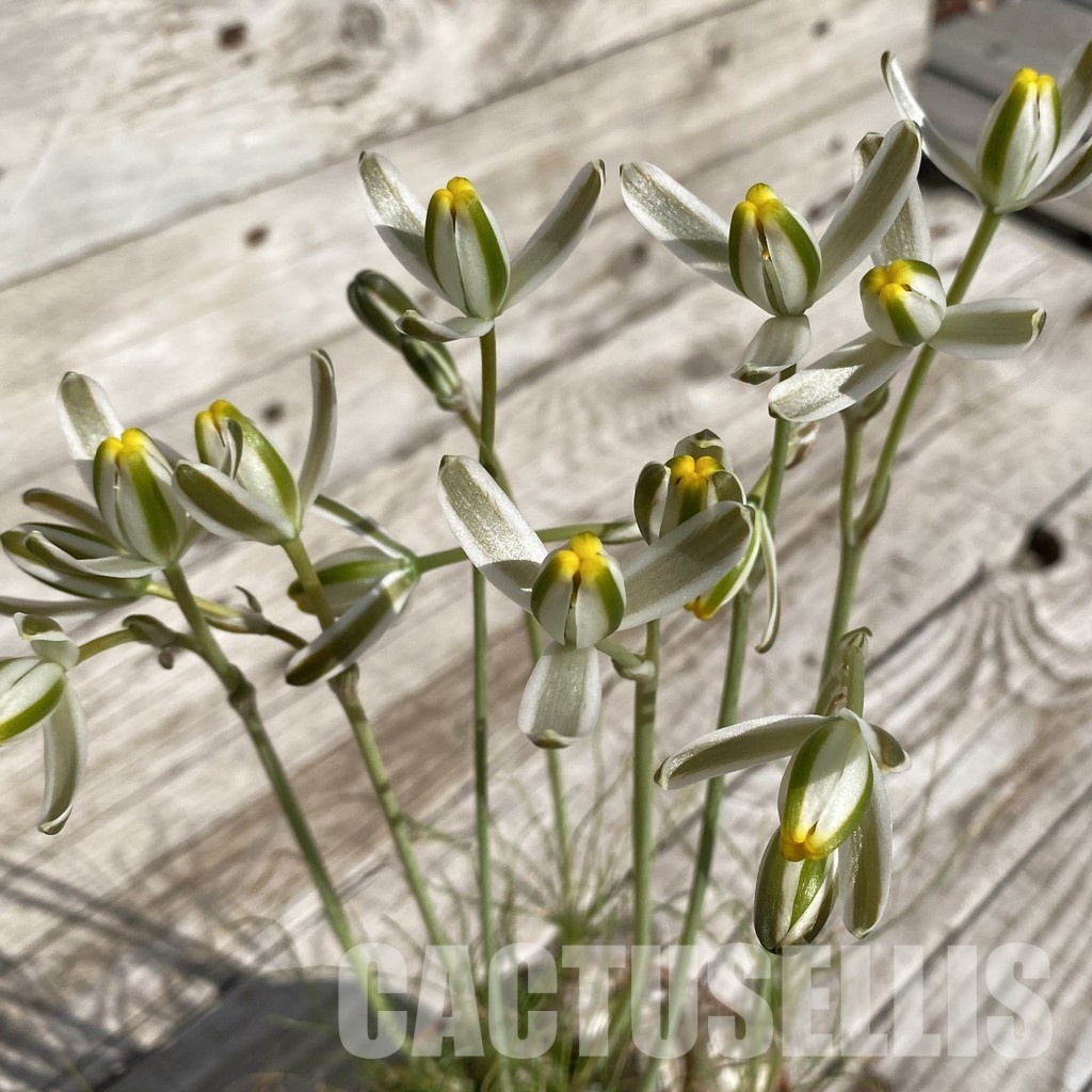 SH31728 Albuca humilis