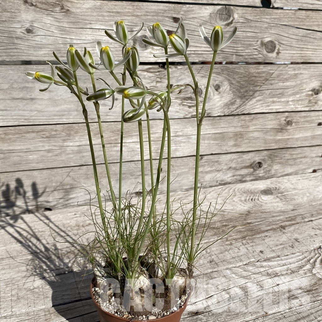 SH31728 Albuca humilis - Image 2