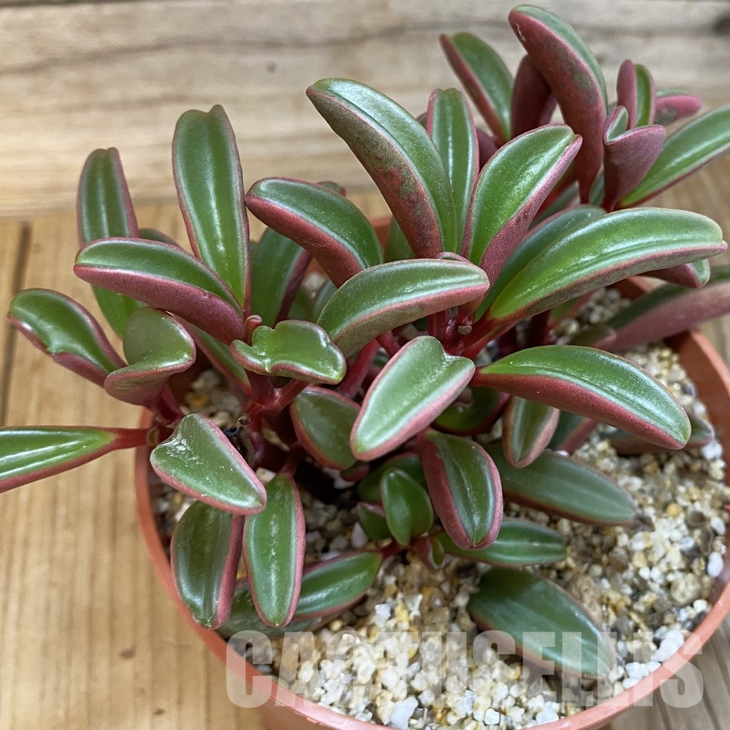 SH31729 Peperomia graveolens