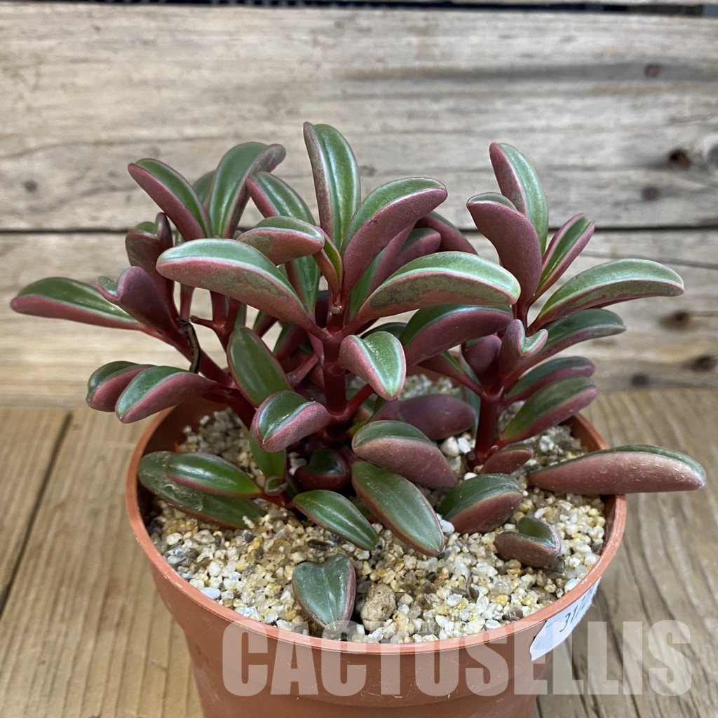 SH31729 Peperomia graveolens - Image 2