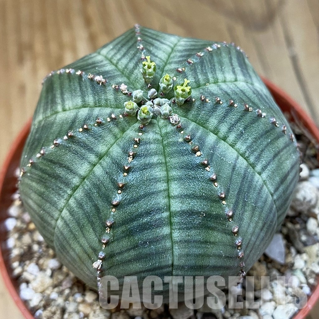 SET267 Euphorbia obesa ♀ ♂, 2 plants