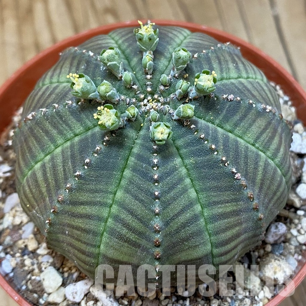 SET267 Euphorbia obesa ♀ ♂, 2 plants - Image 2