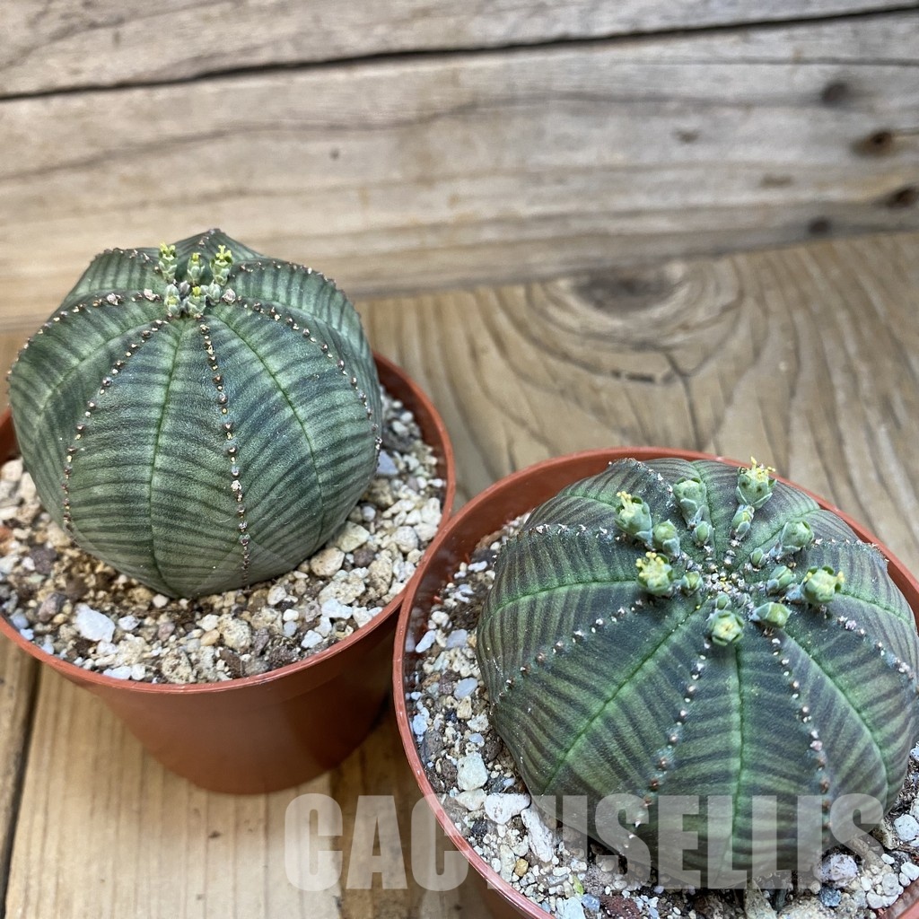 SET267 Euphorbia obesa ♀ ♂, 2 plants - Image 3