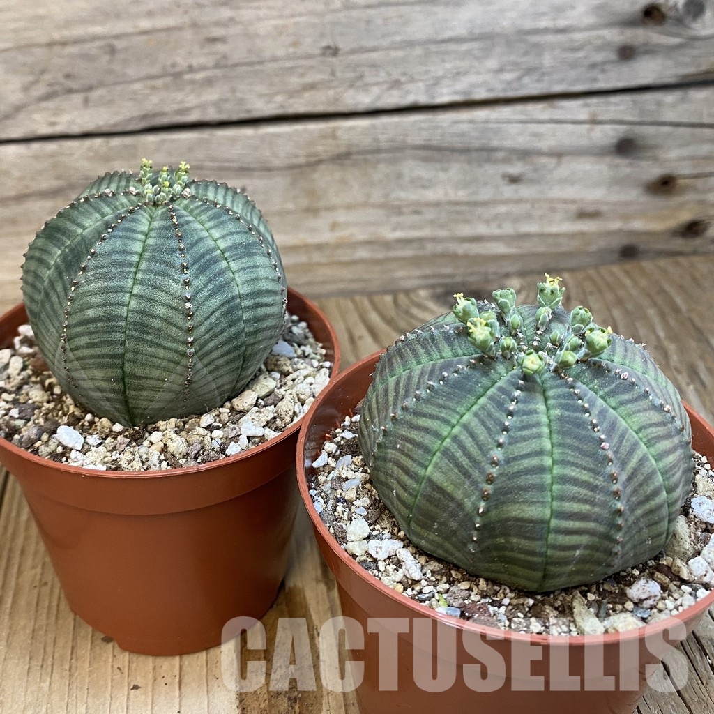 SET267 Euphorbia obesa ♀ ♂, 2 plants - Image 4