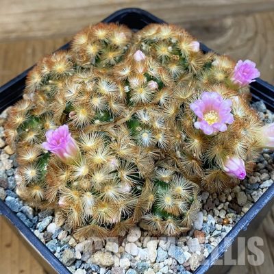 SH31731 Mammillaria carmenae