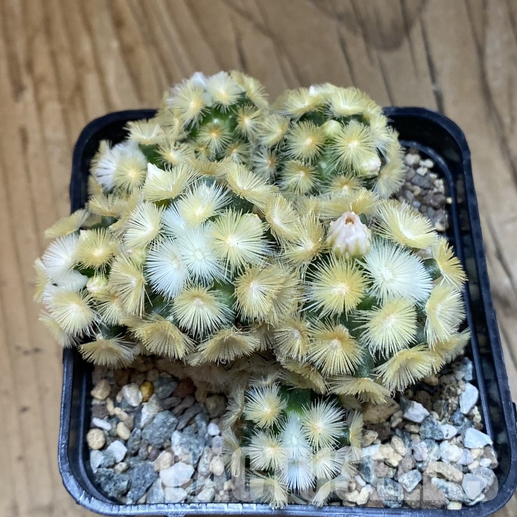SH23701 Mammillaria carmenae ‘Buddha’ hybrid - Image 2