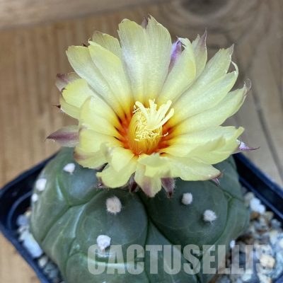 SH31155 Astrophytum asterias ‘Kikko’, 5-ribs