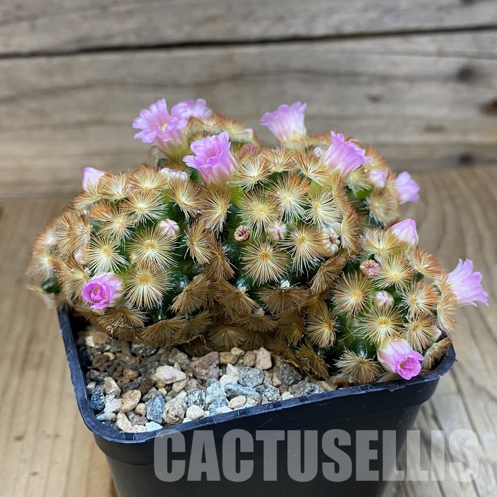 SH24319 Mammillaria carmenae ‘Buddha’ hybrid - Image 2