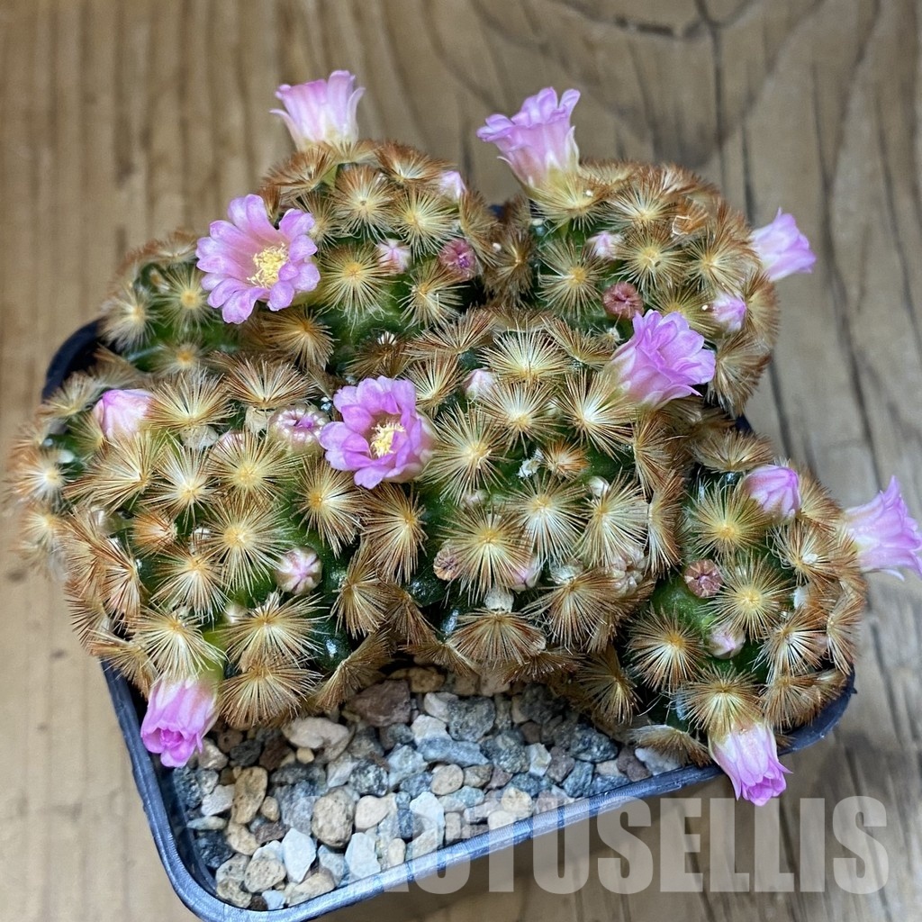 SH24319 Mammillaria carmenae ‘Buddha’ hybrid - Image 3