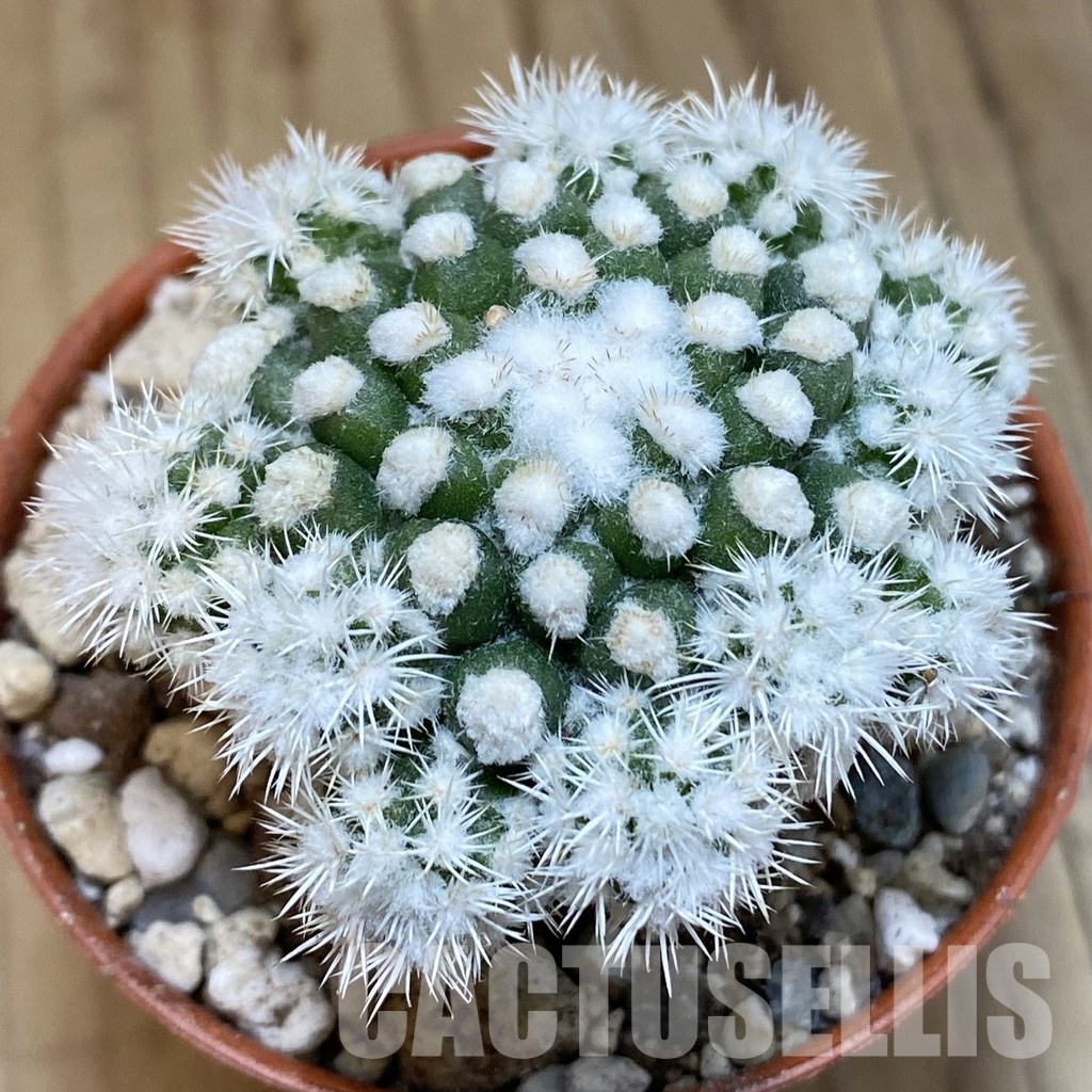 SH31681 Mammillaria gracilis ‘Snow Cap’