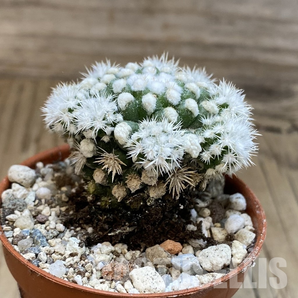 SH31681 Mammillaria gracilis ‘Snow Cap’ - Image 2