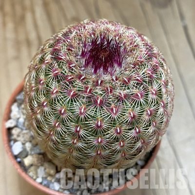 SH31684 Echinocereus rigidissimus v. rubispinus