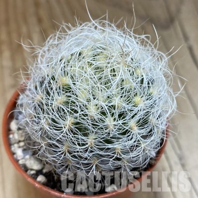 SH31685 Neoporteria senilis