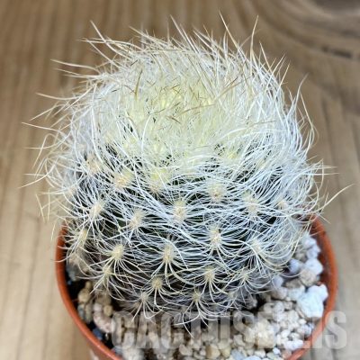 SH31686 Neoporteria senilis