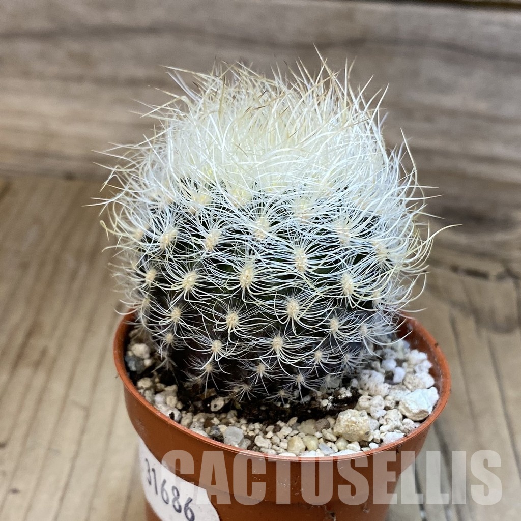 SH31686 Neoporteria senilis - Image 2