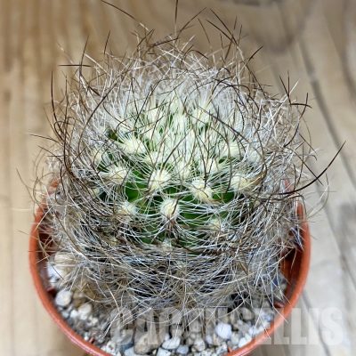 SH31687 Neoporteria senilis