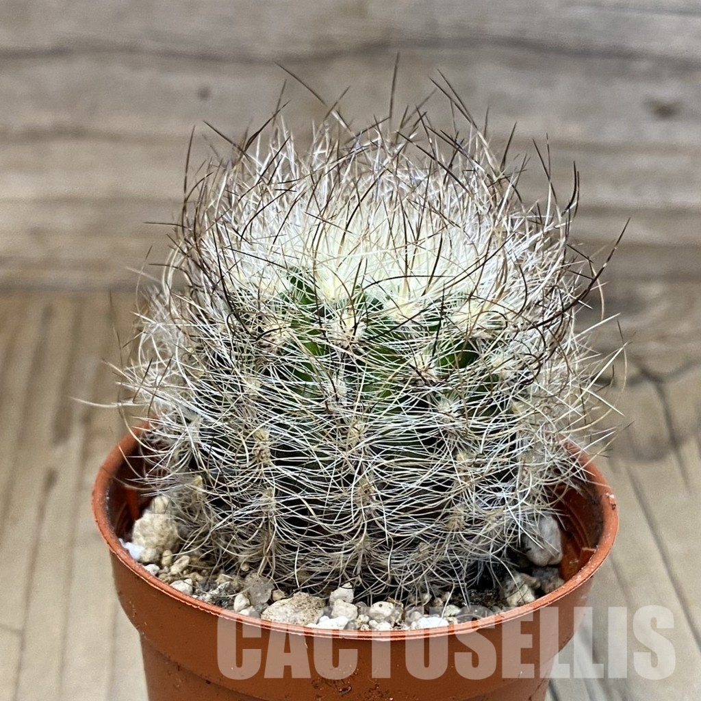 SH31687 Neoporteria senilis - Image 2