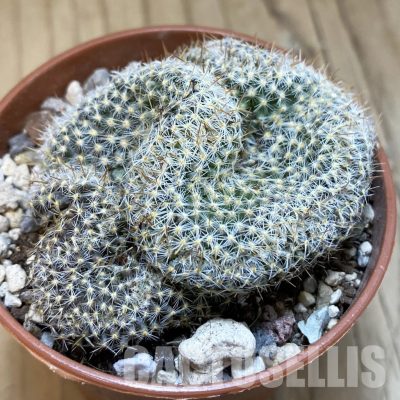 SH31690 Mammillaria perbella f. cristata