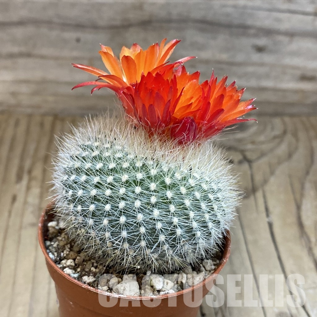 SH31675 Parodia haselbergii - Image 2