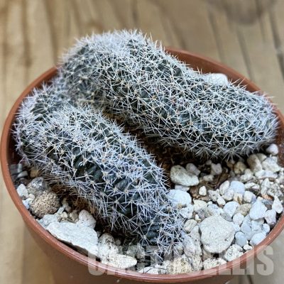 SH31692 Lobivia densispina f. cristata
