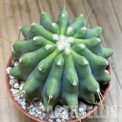 SH31695 Ferocactus glaucescens f. inermis