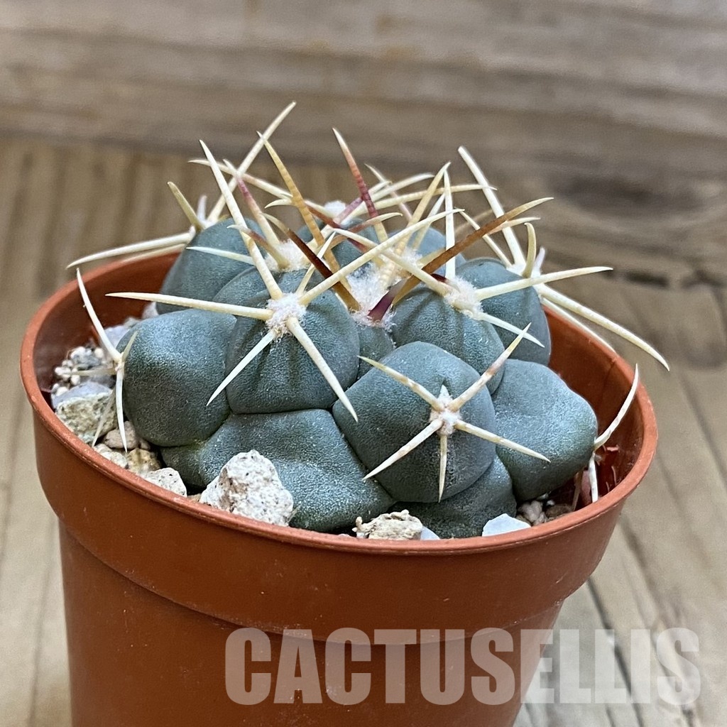 SH31697 Thelocactus hexaedrophorus - Image 2