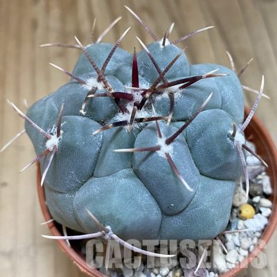 SH31698 Thelocactus hexaedrophorus