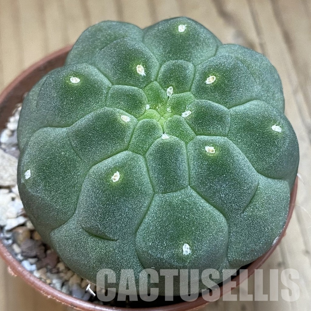 SH31699 Matucana madisoniorum
