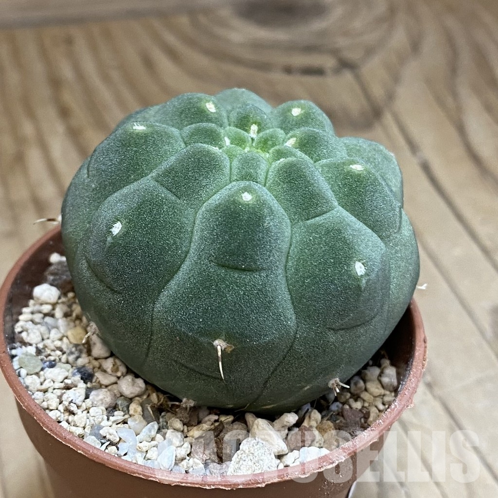 SH31699 Matucana madisoniorum - Image 2