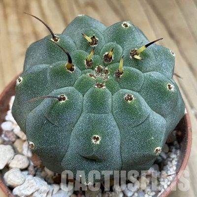 SH31700 Matucana madisoniorum
