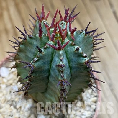 SH31702 Euphorbia horrida ‘Alba’