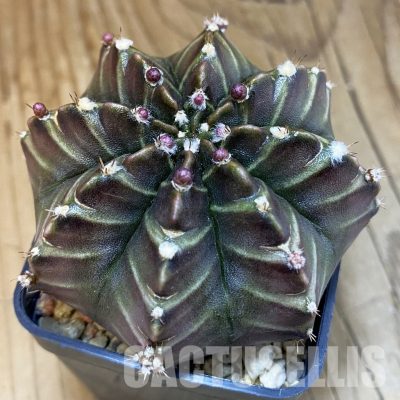 SH3768 Gymnocalycium mihanovichii ‘Nana’ x ‘Day Dream’, seedling