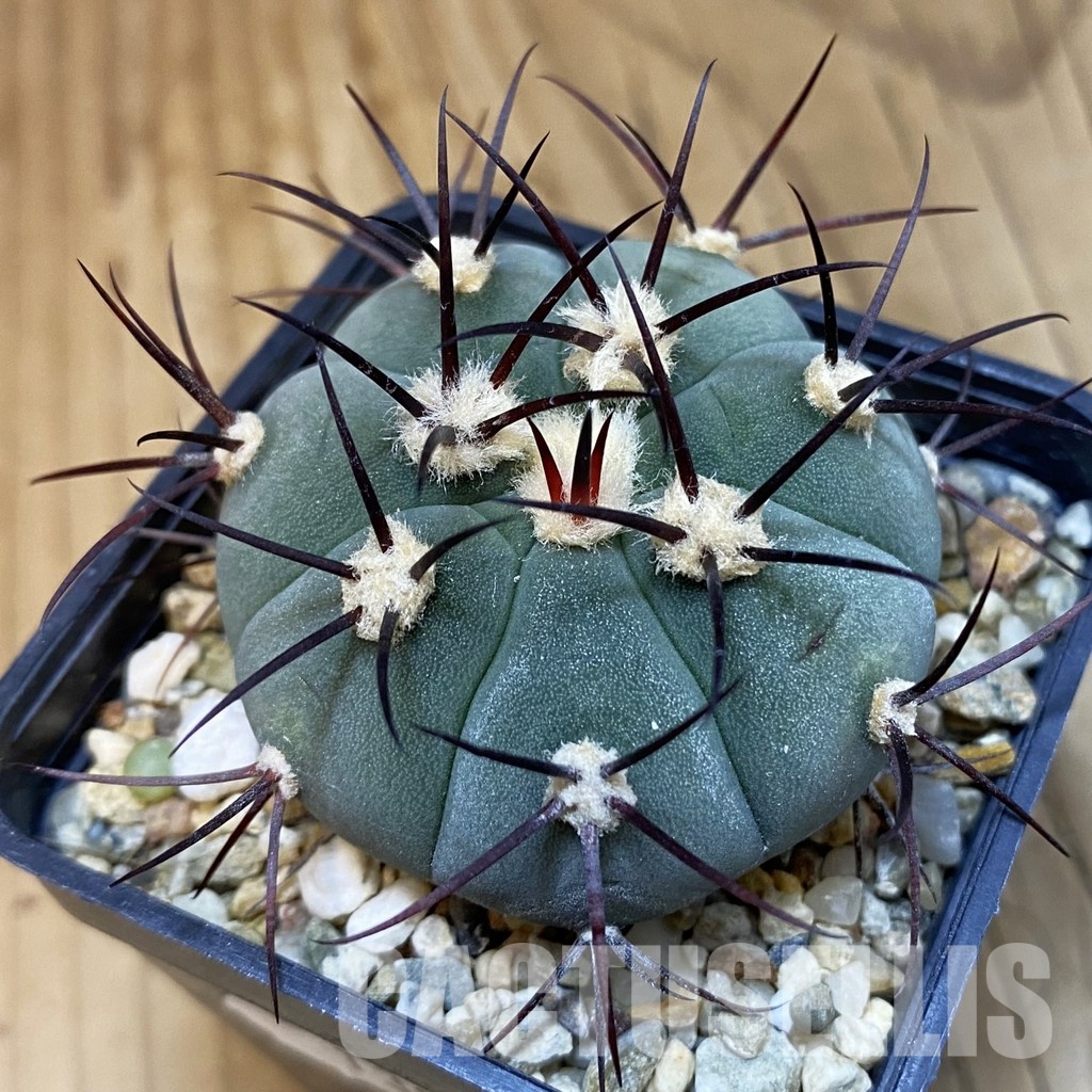 SH13983 Gymnocalycium cabreraense VOS 2122