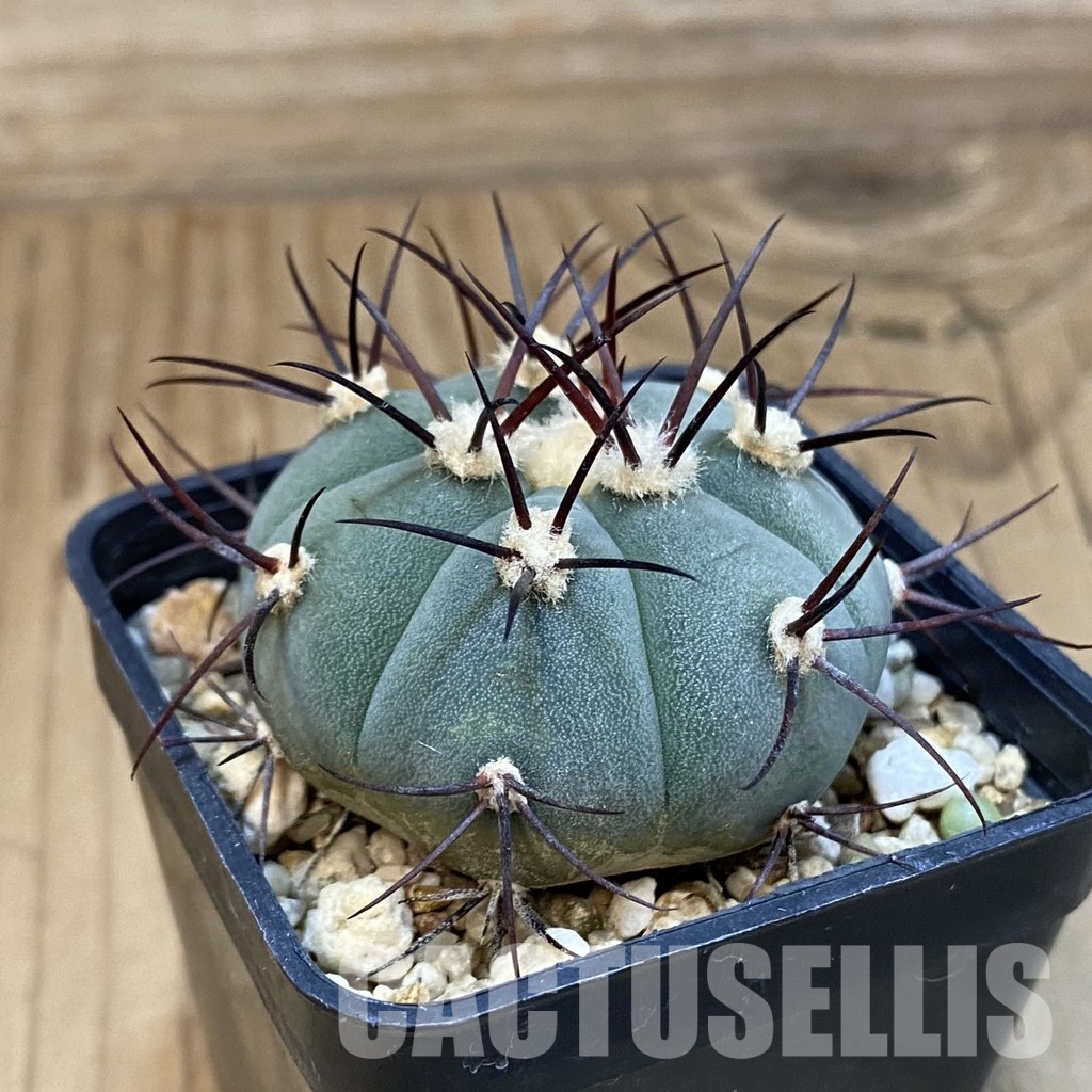 SH13983 Gymnocalycium cabreraense VOS 2122 - Image 2