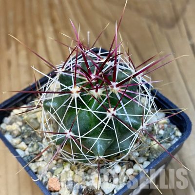 VVG15331 Ferocactus haematacanthus -El Amparo-
