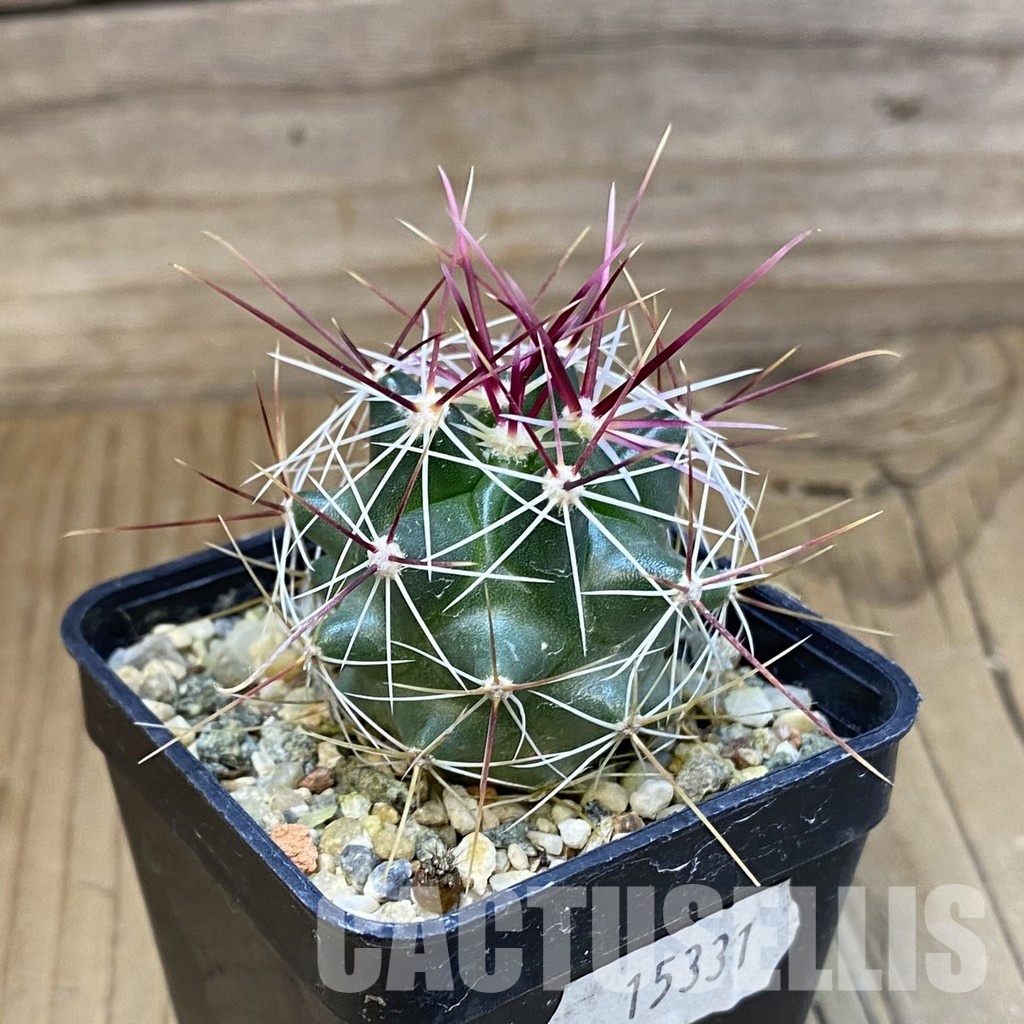VVG15331 Ferocactus haematacanthus -El Amparo- - Image 2