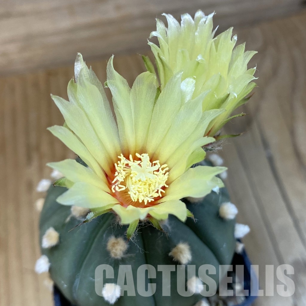 SH15273 Astrophytum asterias ‘Ooibo’