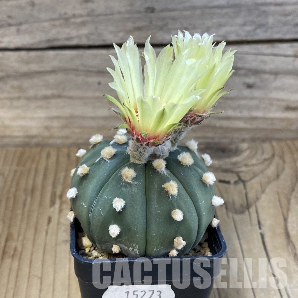 SH15273 Astrophytum asterias ‘Ooibo’ - Image 2
