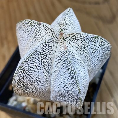 SH12999 Astrophytum myriostigma 'Onzuka'