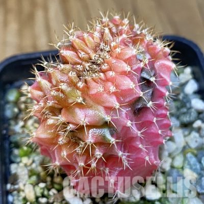 SH10934 Gymnocalycium mihanovichii variegata f. cristata