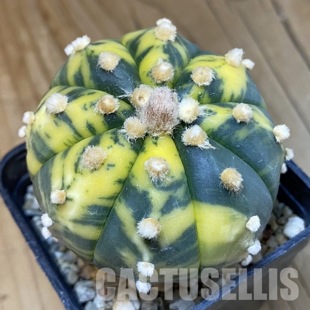 SH3444 Astrophytum asterias f. variegata