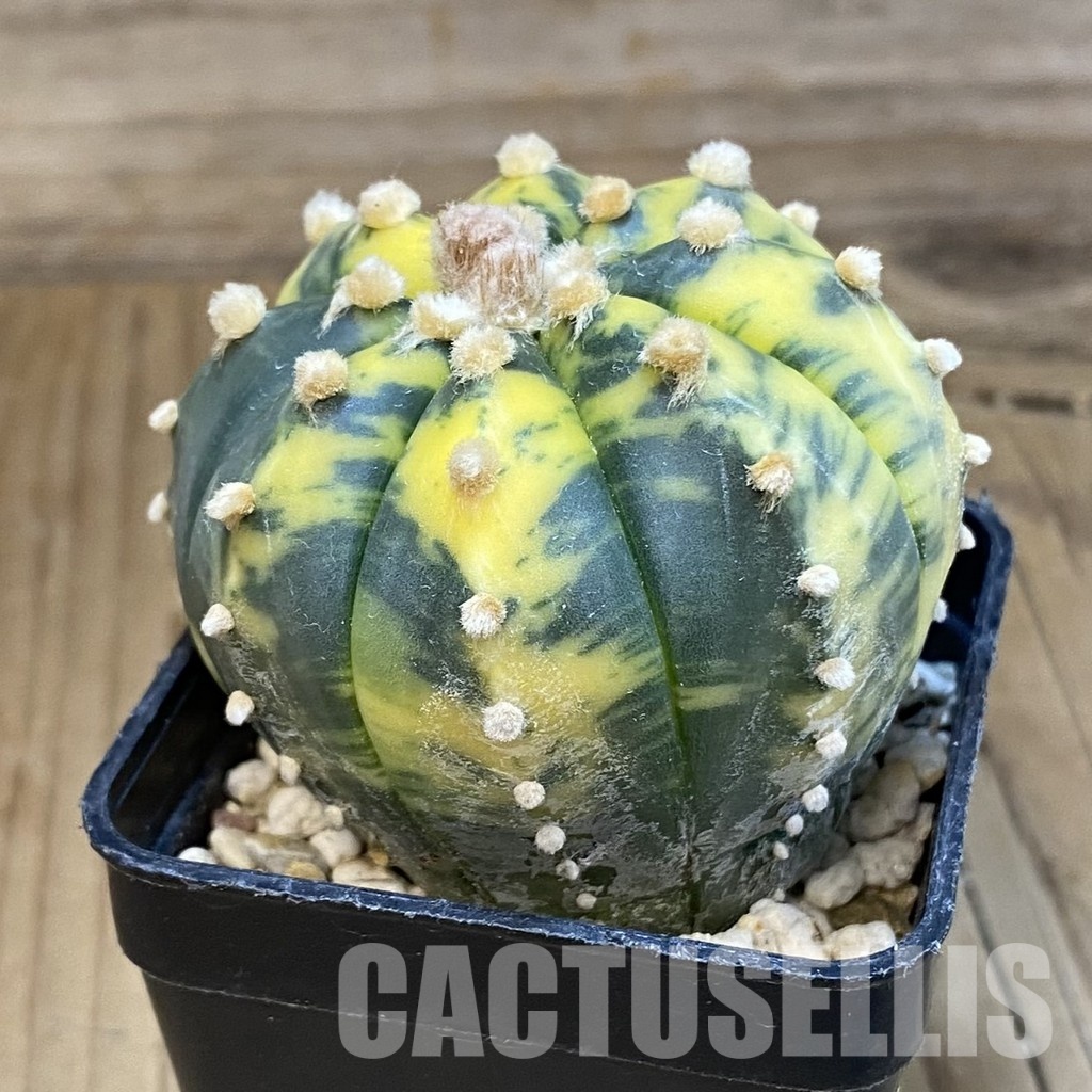 SH3444 Astrophytum asterias f. variegata - Image 2