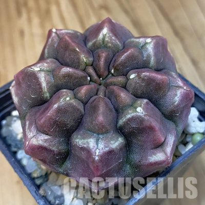 SH11537 Gymnocalycium mihanovichii ‘Day Dream’, seedling