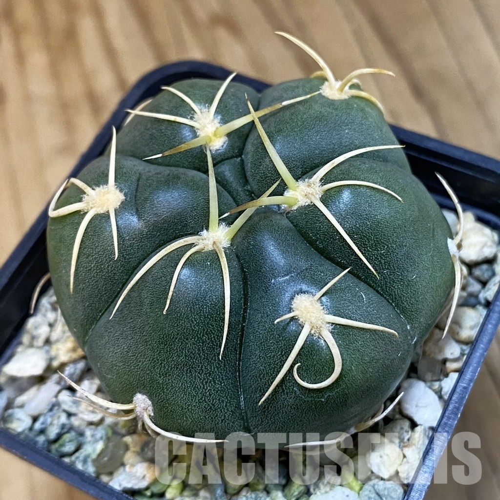 SH11893 Gymnocalycium denudatum ‘Kaiomaru’, seedling -Japan-